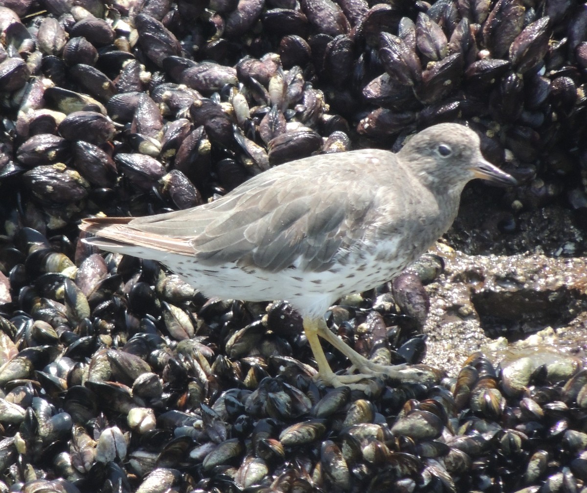 アライソシギ - ML644411400