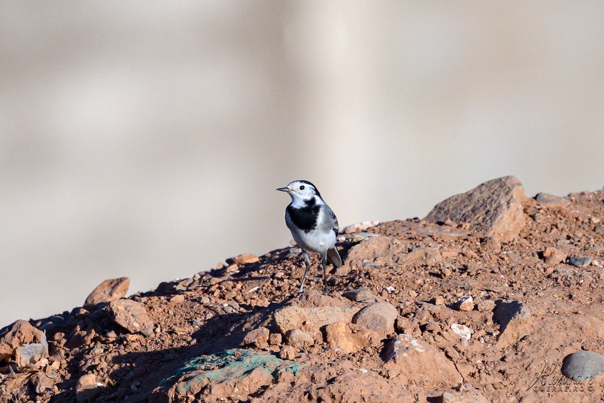 Buztanikara zuria - ML644411416