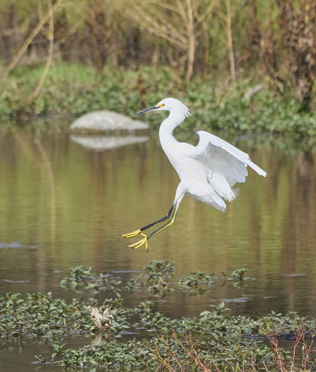 ユキコサギ - ML644411423