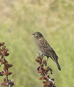 Al Kanatlı Karatavuk - ML644411436