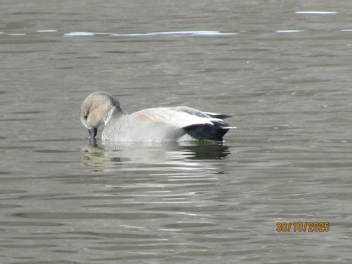 Ánade Friso - ML644411443