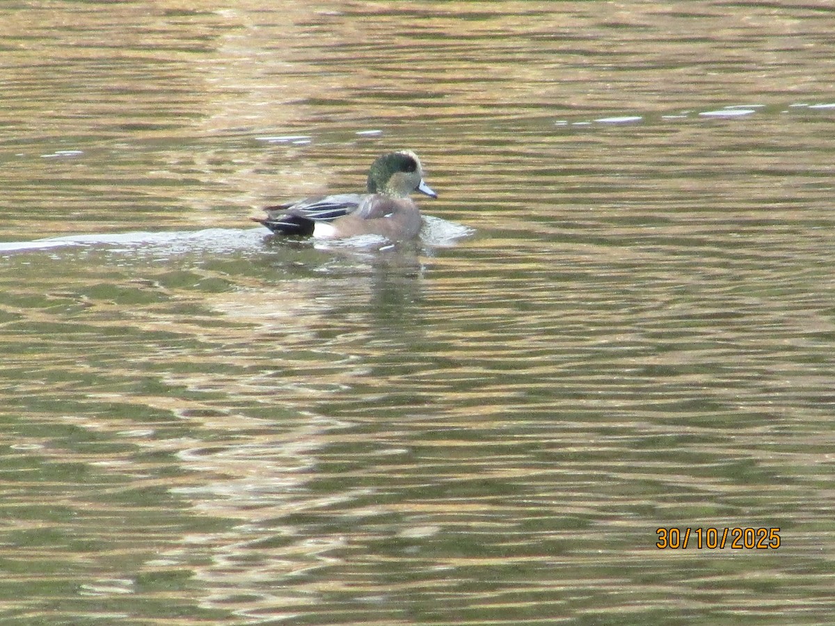 American Wigeon - ML644411450
