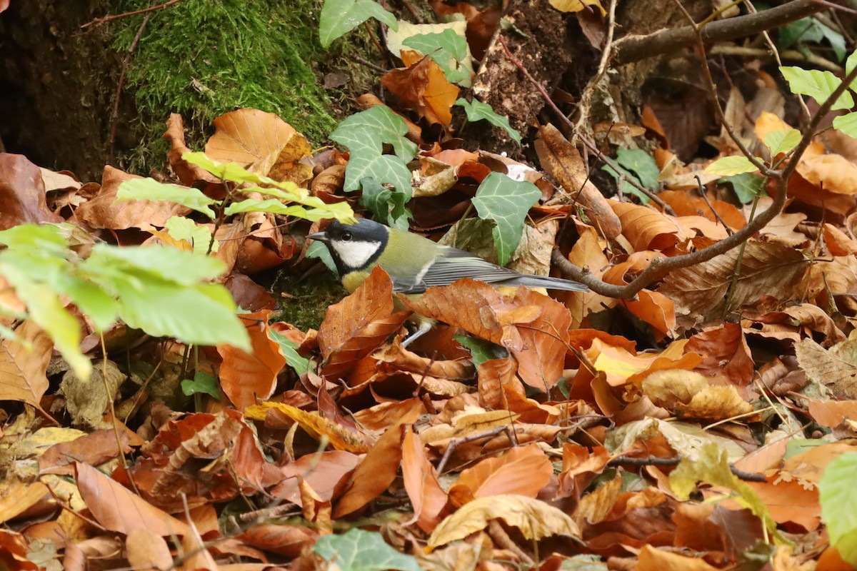 Их хөх бух - ML644411482