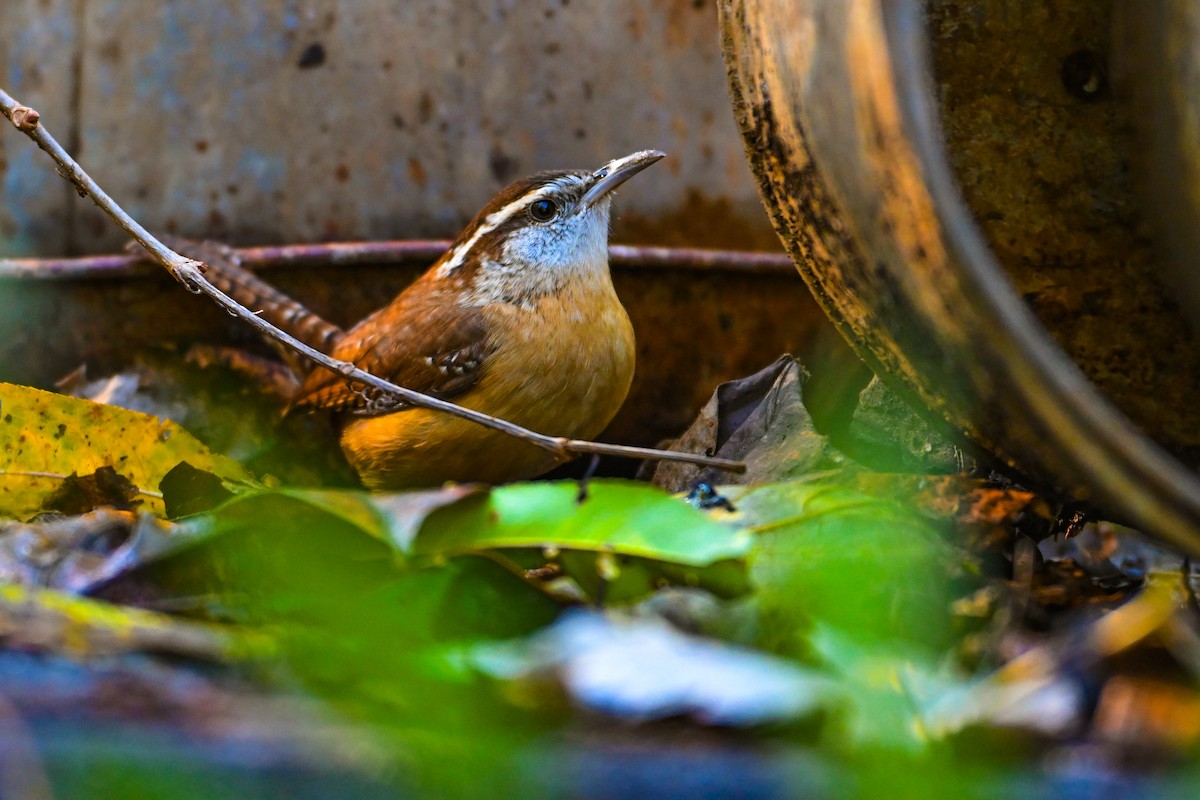 Cucarachero de Carolina - ML644411487