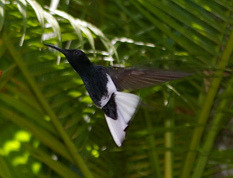 kolibřík černobílý - ML64441151