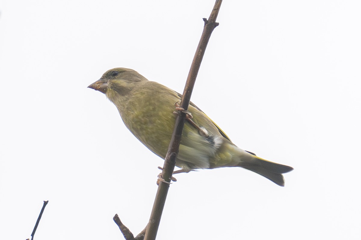 zvonek zelený - ML644411510