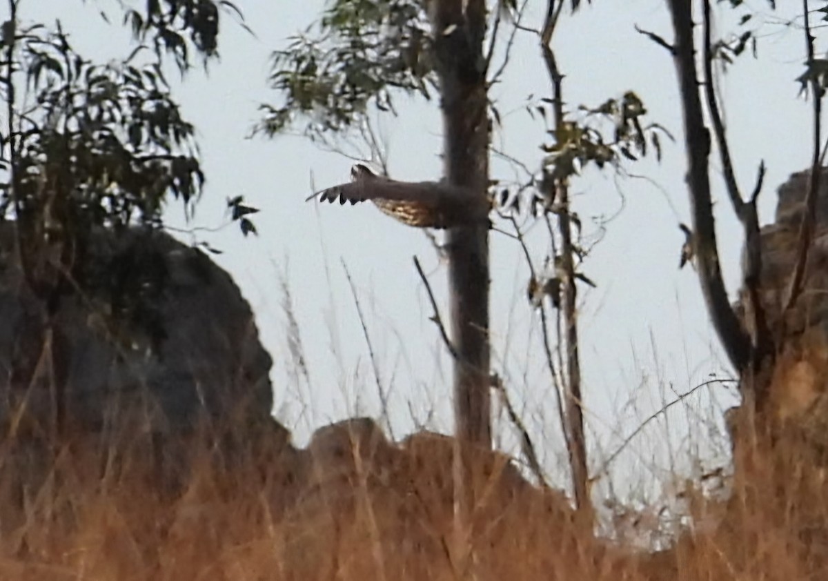 Madagascar Partridge - ML644411521