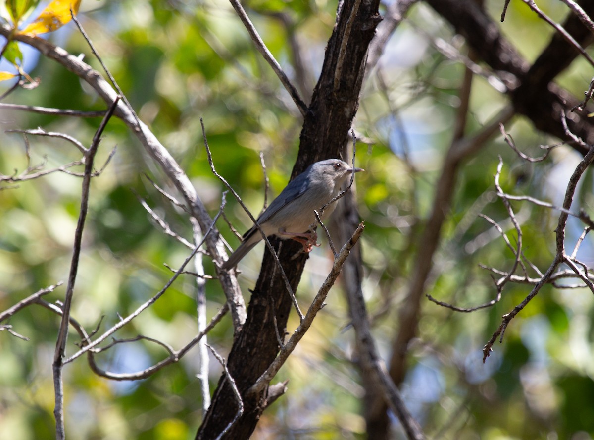 Bicolored Conebill - ML644411567