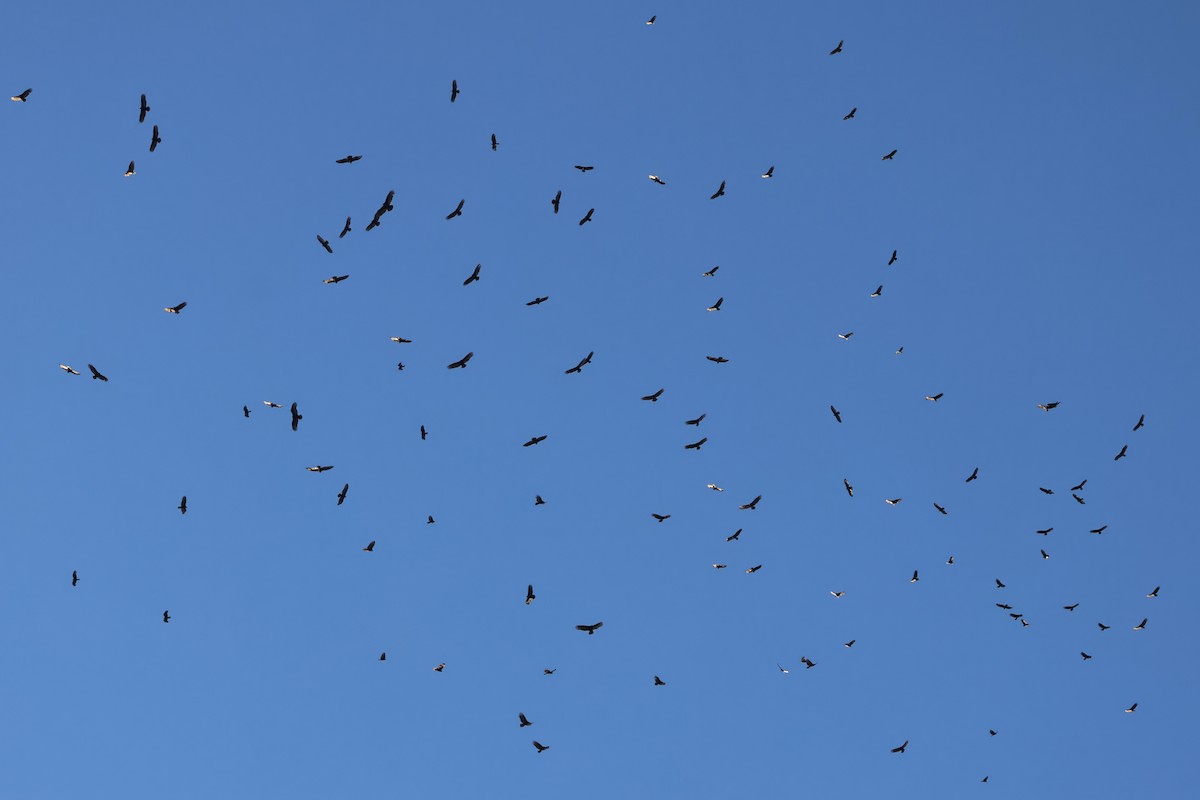 Turkey Vulture - ML644411568