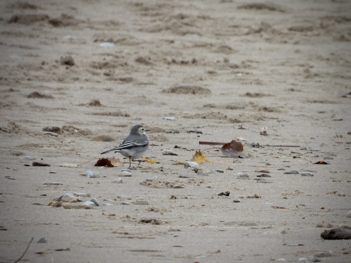 Buztanikara zuria - ML644411576