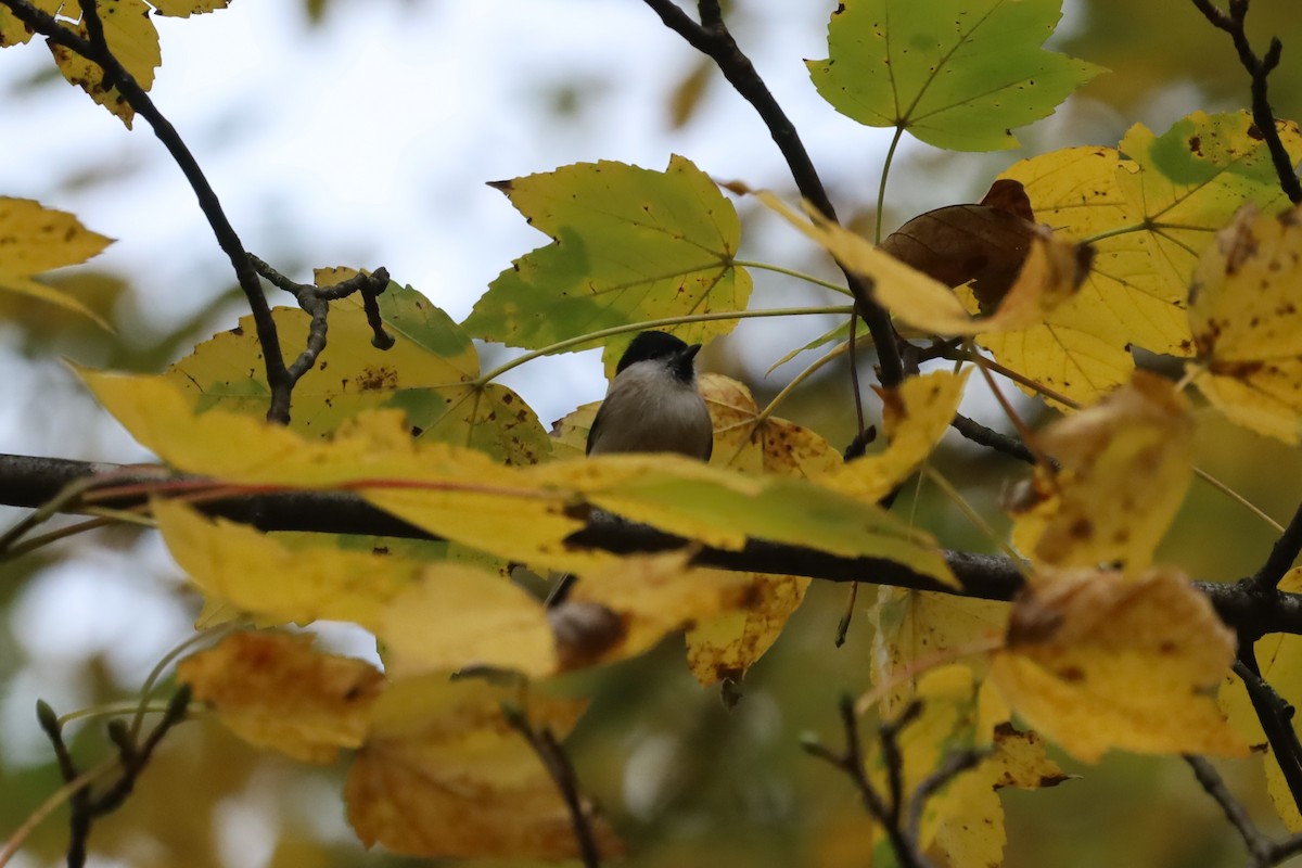 Хар толгойт хөх бух - ML644411607