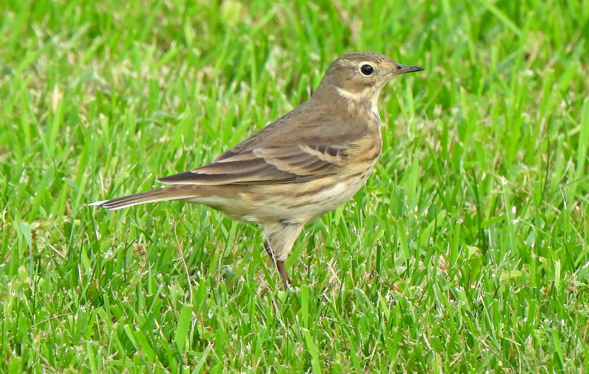 American Pipit - ML644411627