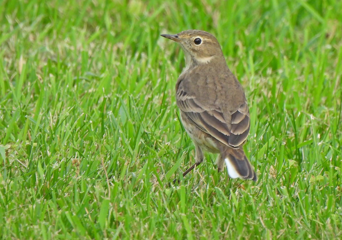 American Pipit - ML644411628