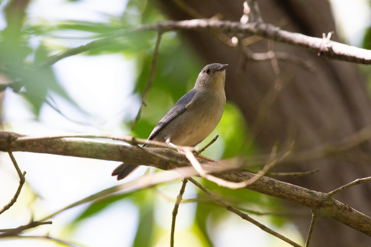 Bicolored Conebill - ML644411630