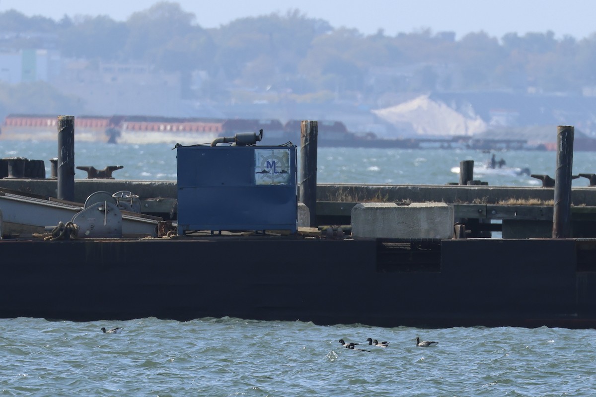 Хар толгойт галуу - ML644411633