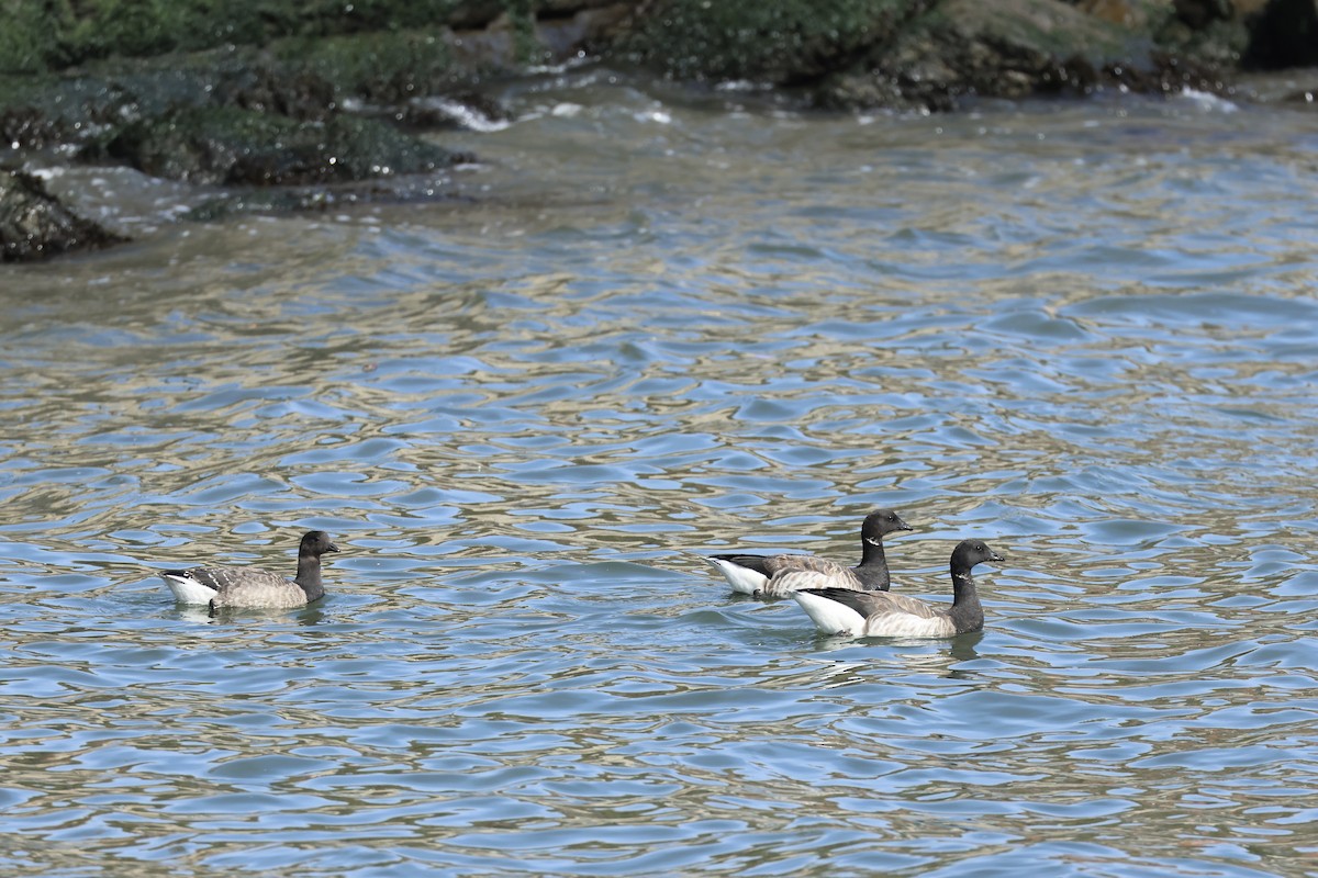 Хар толгойт галуу - ML644411636