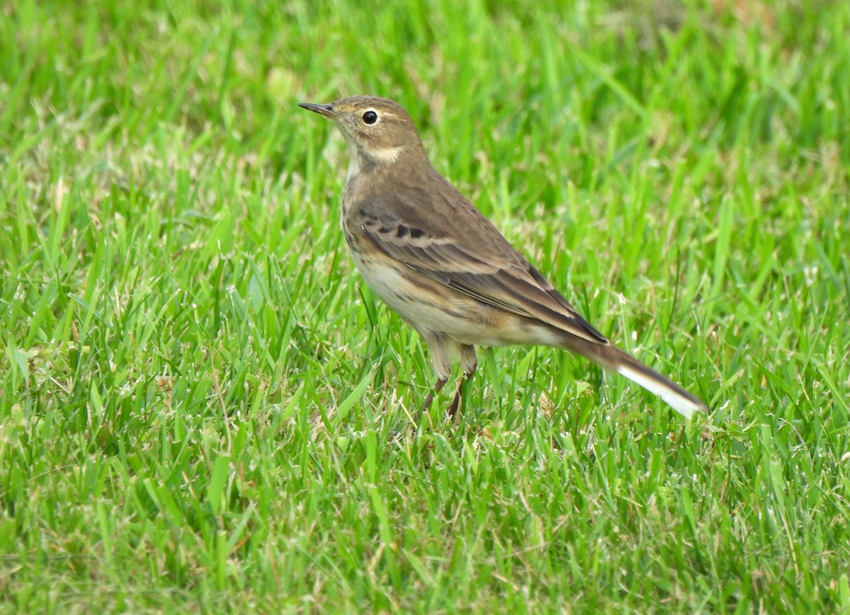 American Pipit - ML644411638