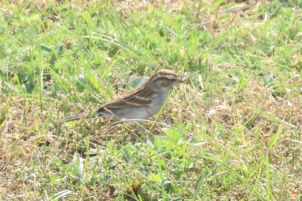 Chipping Sparrow - ML644411642