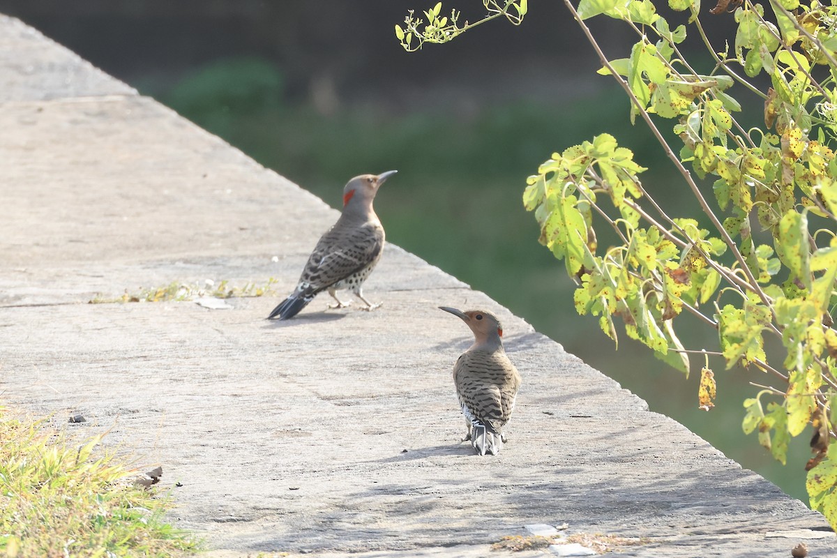 Northern Flicker - ML644411654