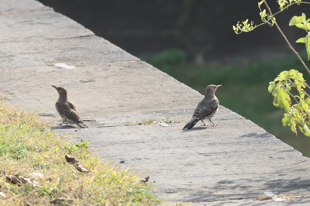 Northern Flicker - ML644411655