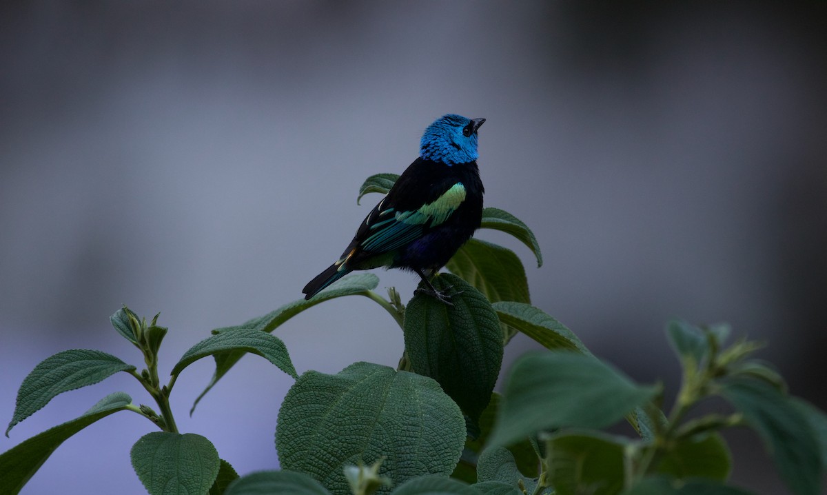 Blue-necked Tanager - ML644411656