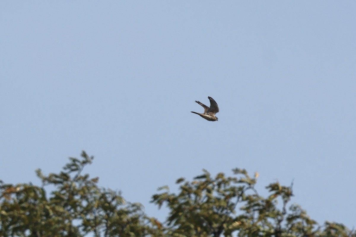 American Kestrel - ML644411658