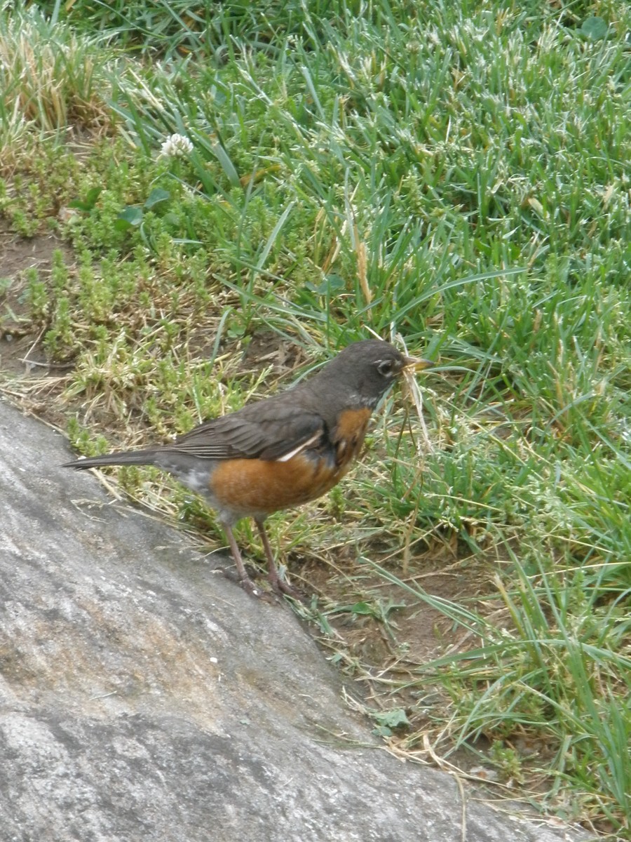 American Robin - ML644411662