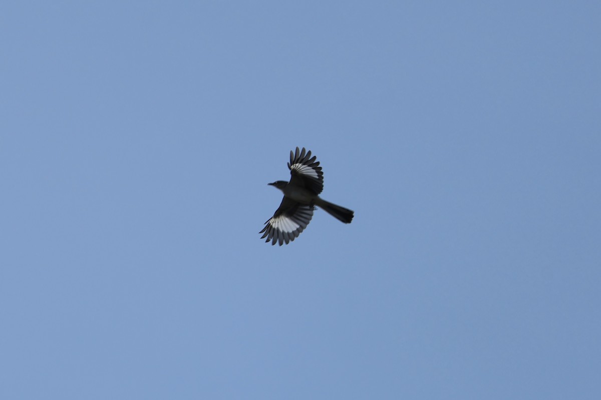 Northern Mockingbird - ML644411663