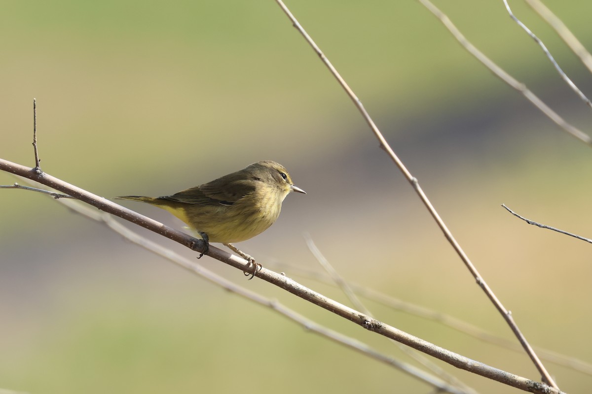 Palm Warbler - ML644411665