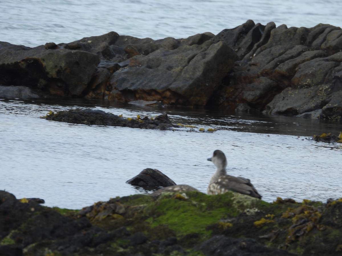 カンムリガモ - ML644411666