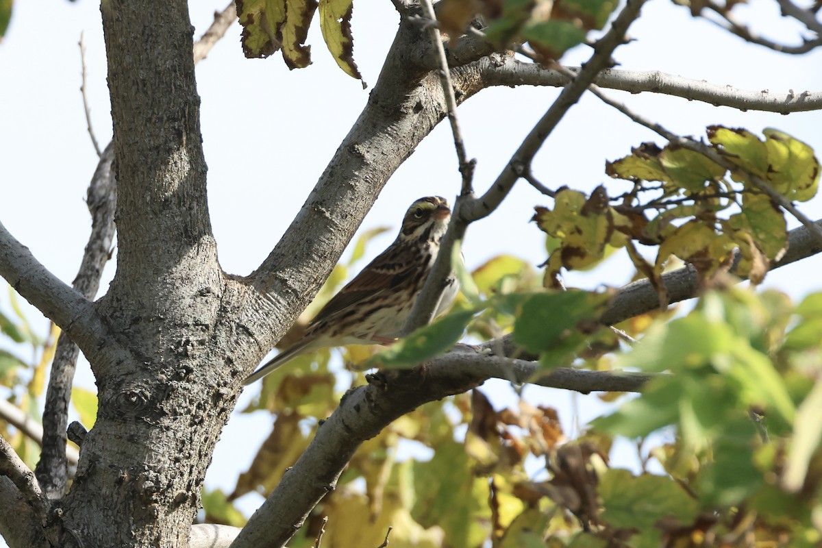 Savannah Sparrow - ML644411670