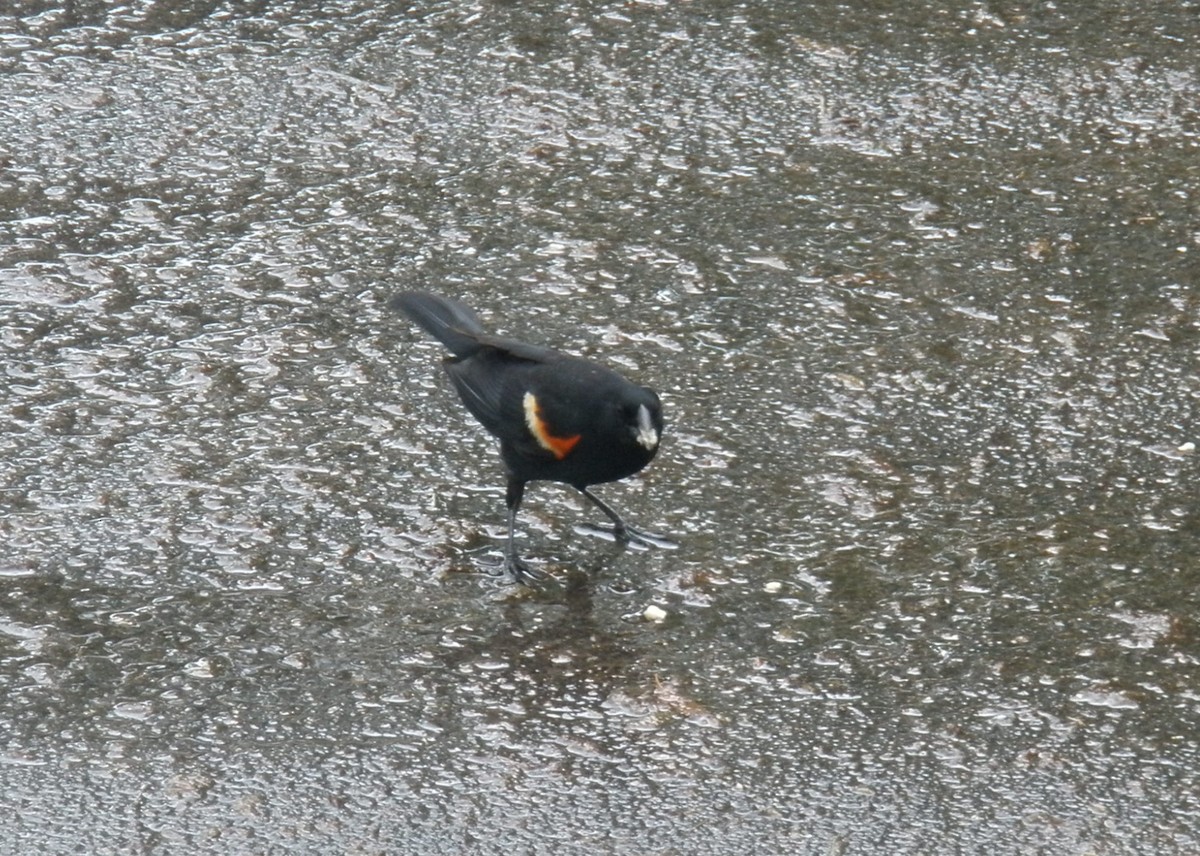 Al Kanatlı Karatavuk - ML644411671