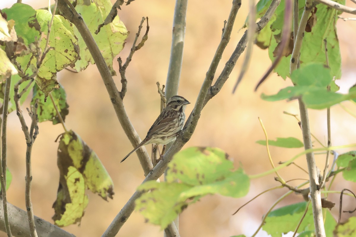 Song Sparrow - ML644411675