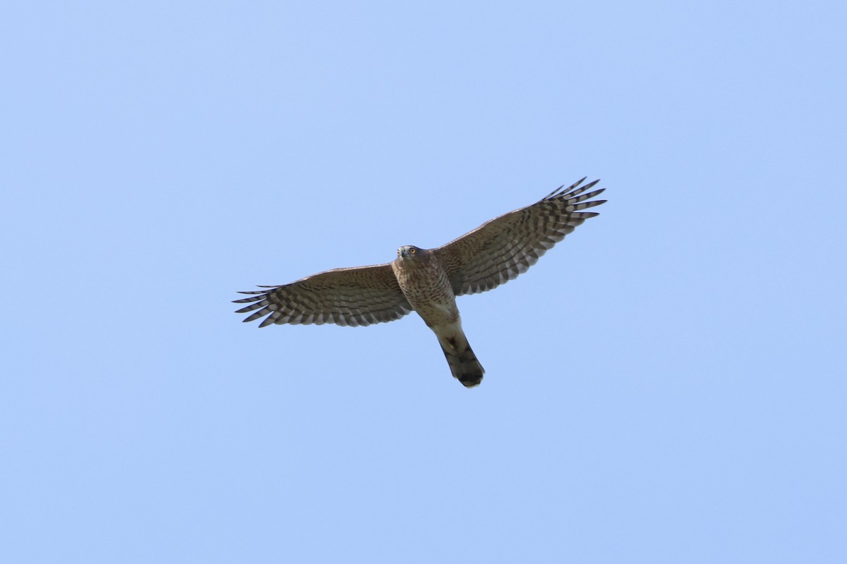 Cooper's Hawk - ML644411693