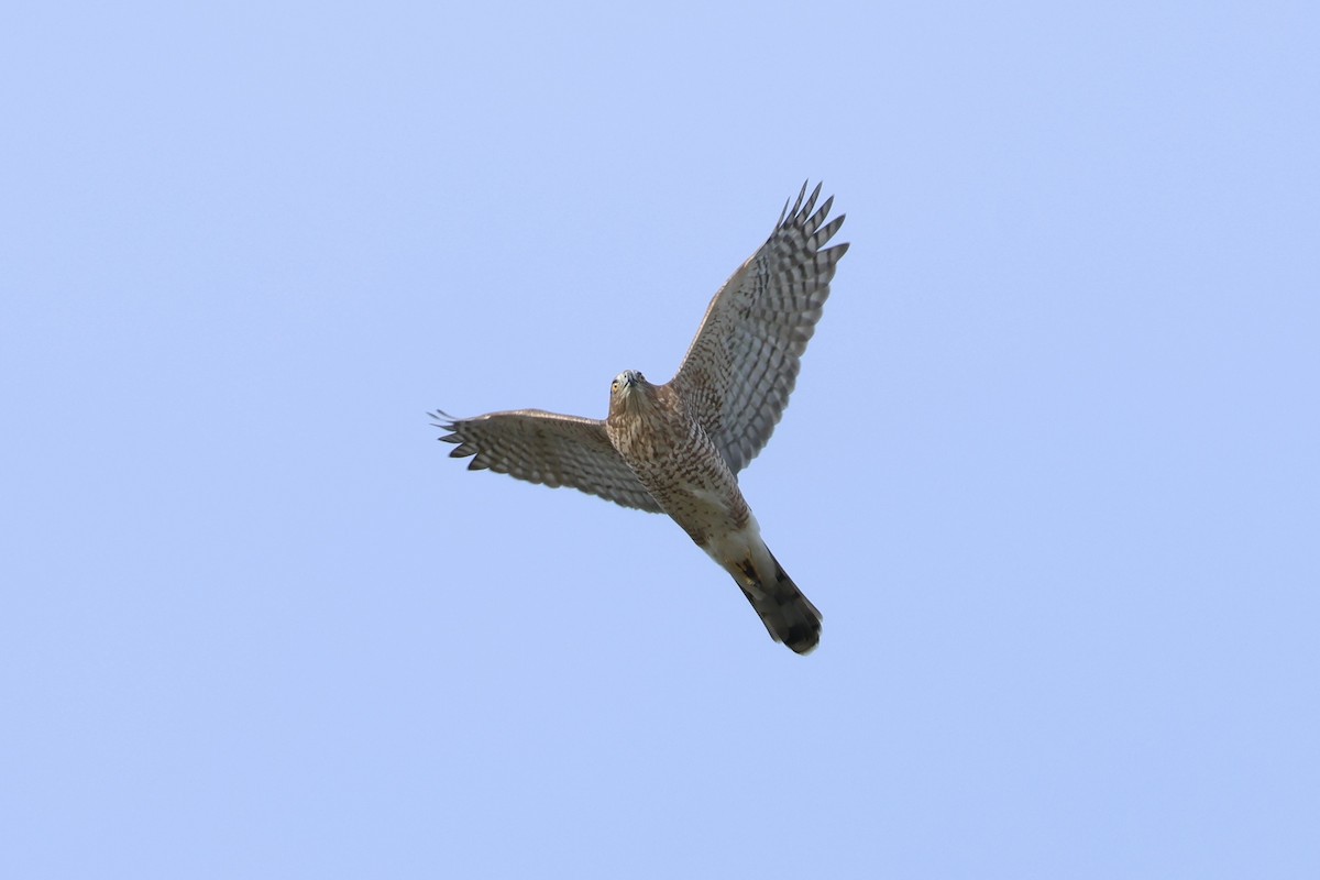 Cooper's Hawk - ML644411697