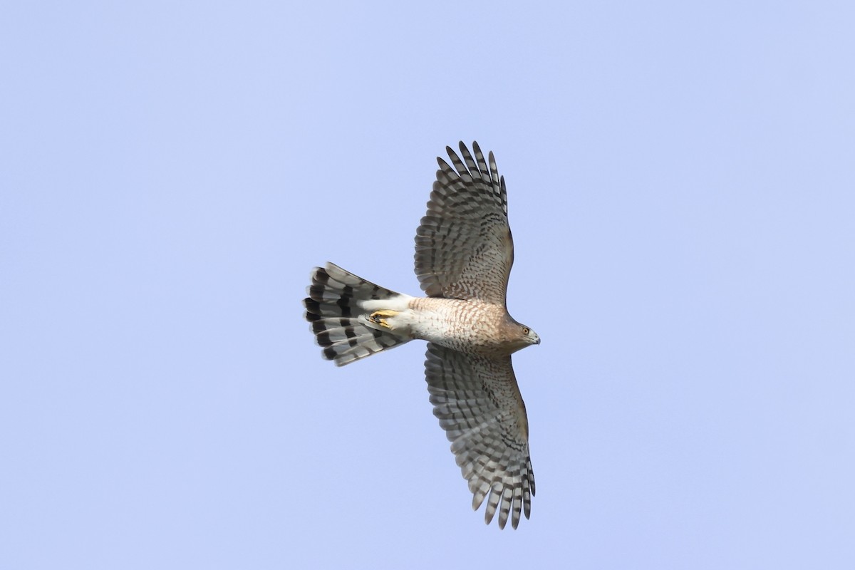 Cooper's Hawk - ML644411701