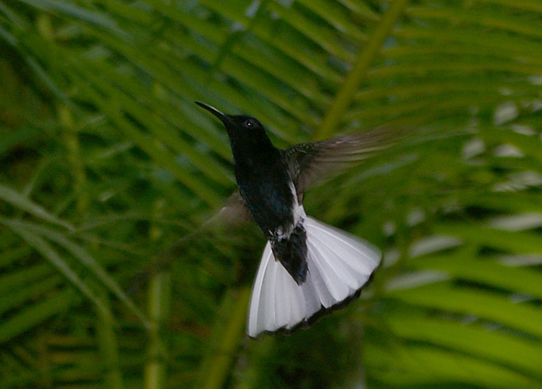 kolibřík černobílý - ML64441171