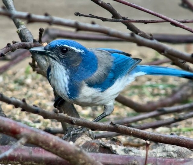 California Scrub-Jay - ML644411711