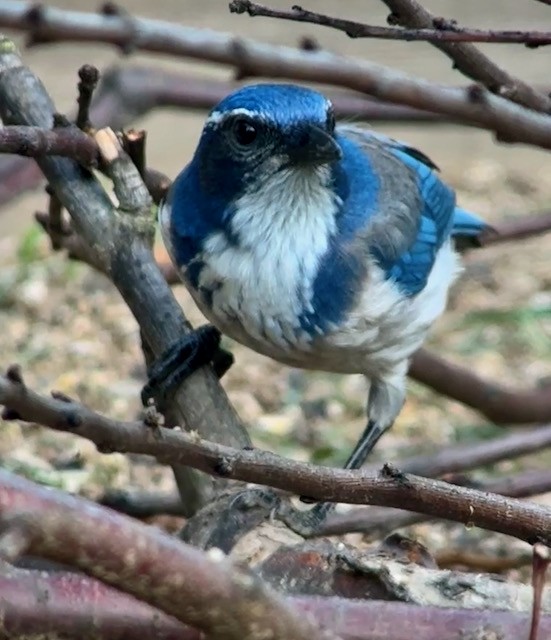 California Scrub-Jay - ML644411712