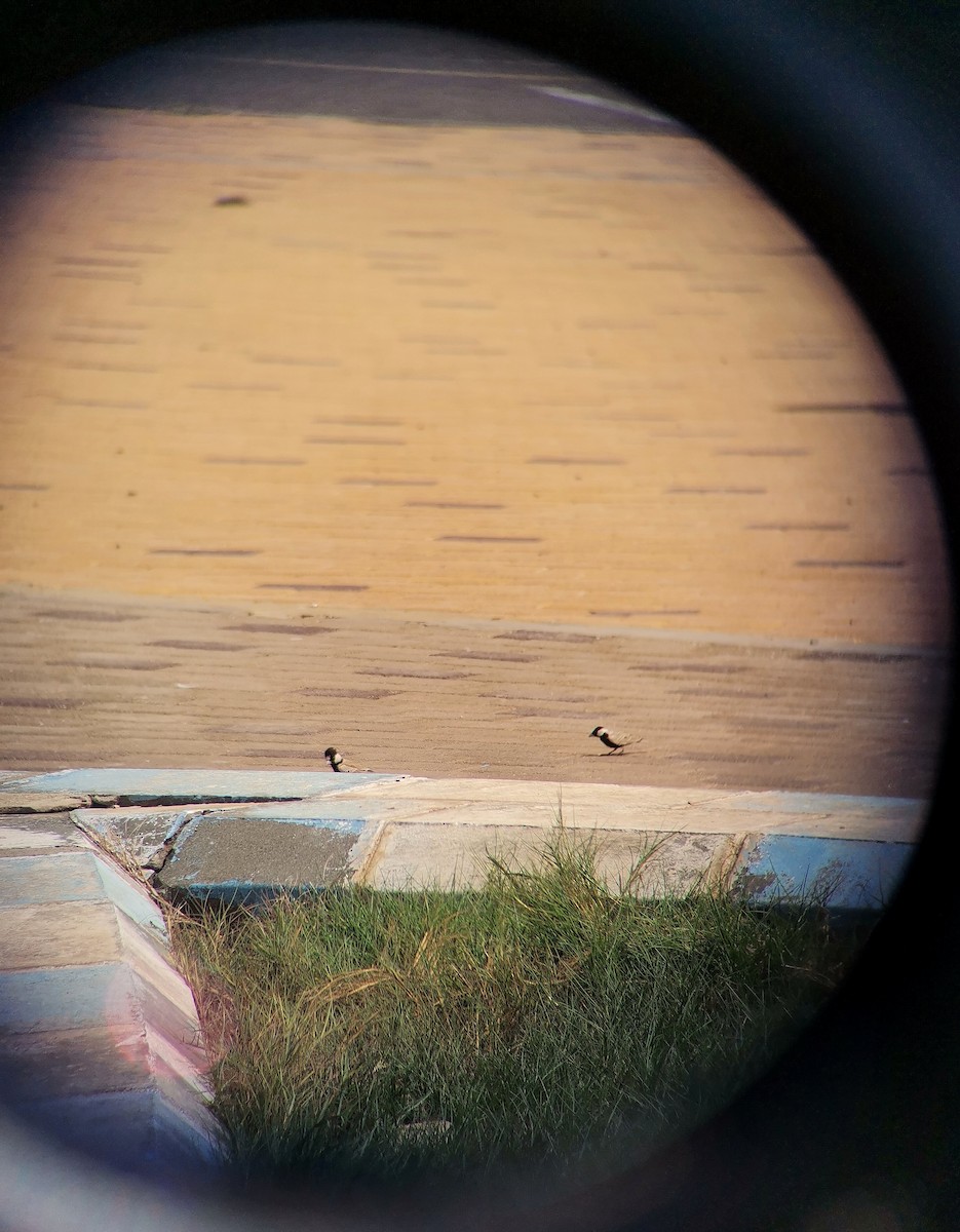 Black-crowned Sparrow-Lark - ML644411714