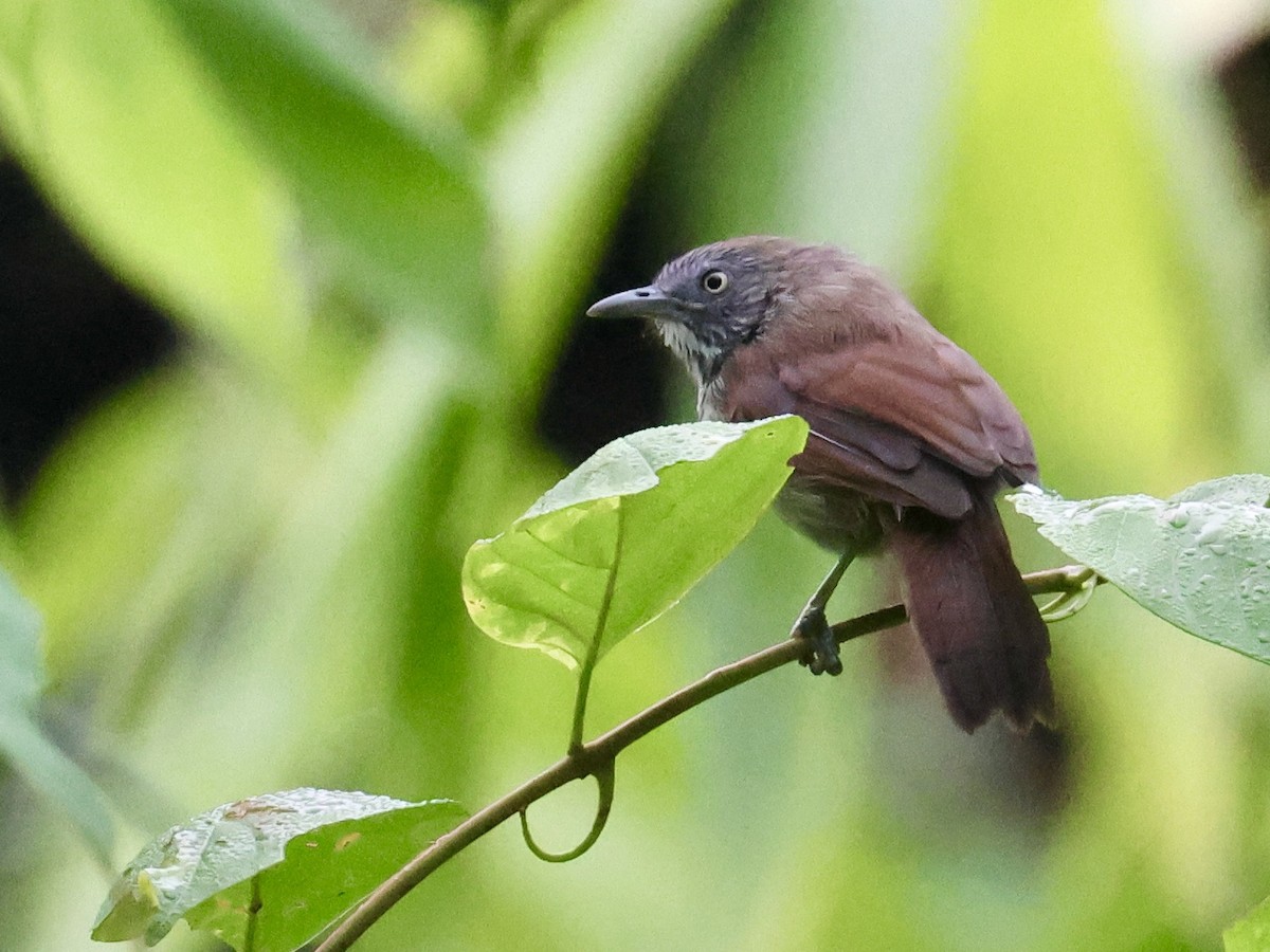 Bold-striped Tit-Babbler (Bold-striped) - ML644411720