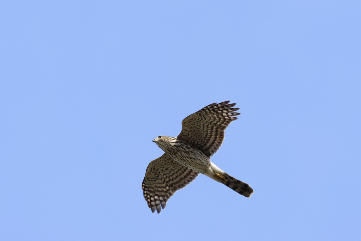 Cooper's Hawk - ML644411721