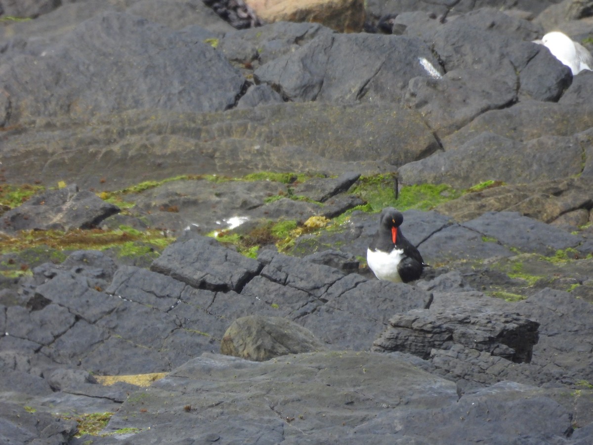 マゼランミヤコドリ - ML644411730