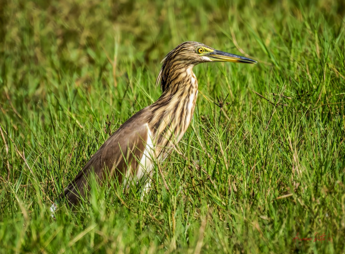 אנפית סוף הודית - ML644411739