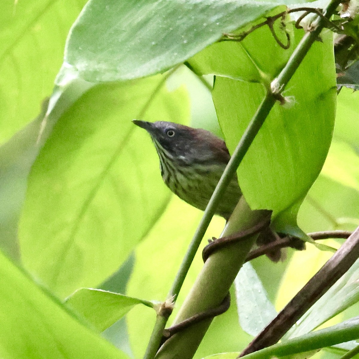 Bold-striped Tit-Babbler (Bold-striped) - ML644411752