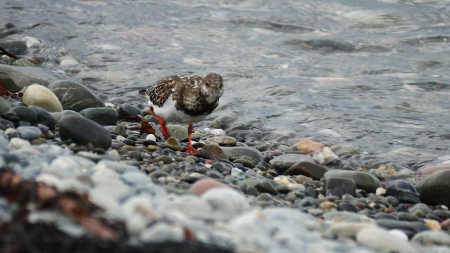 steinvender - ML644411769