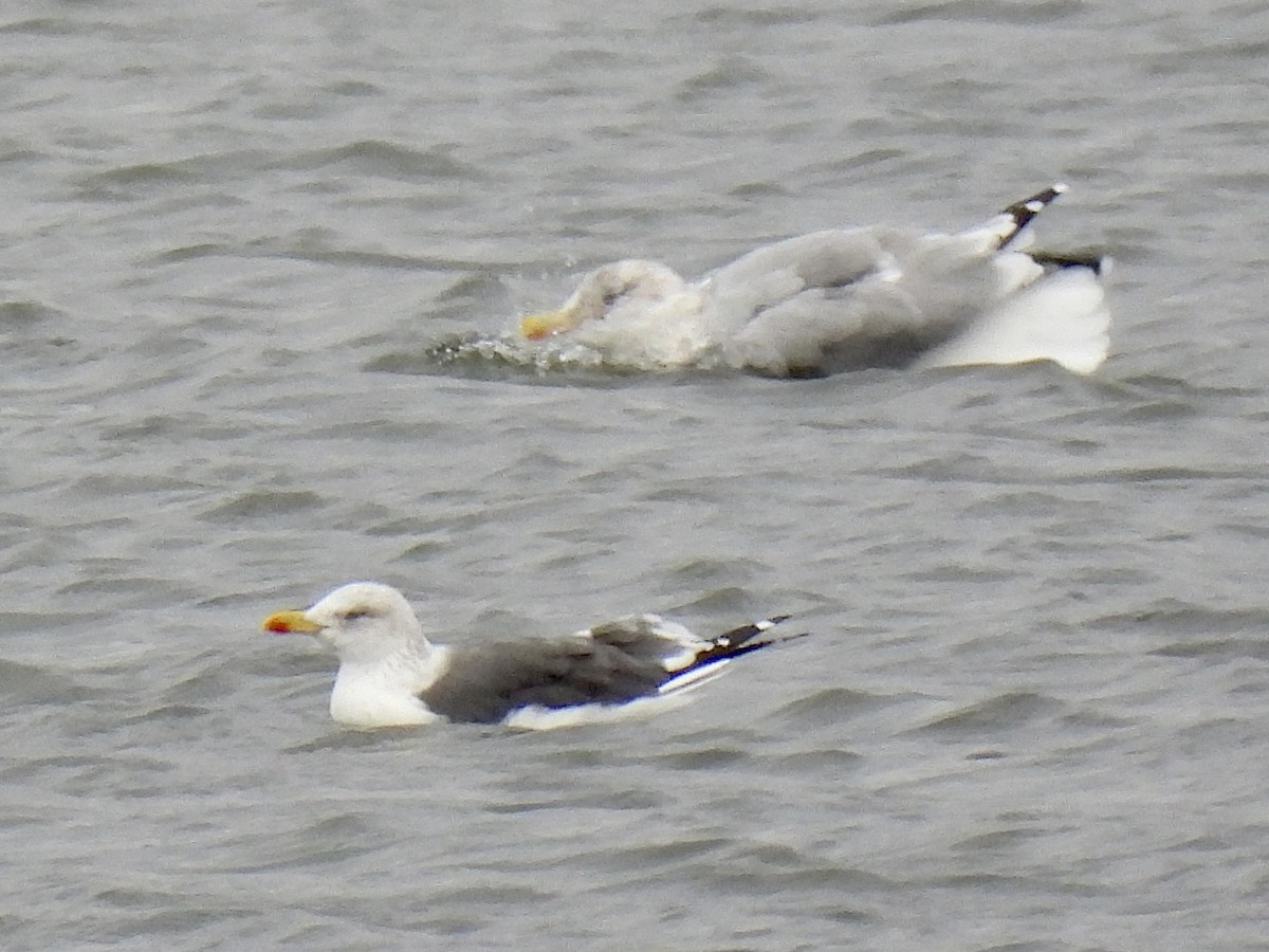 Kara Sırtlı Martı - ML644411770