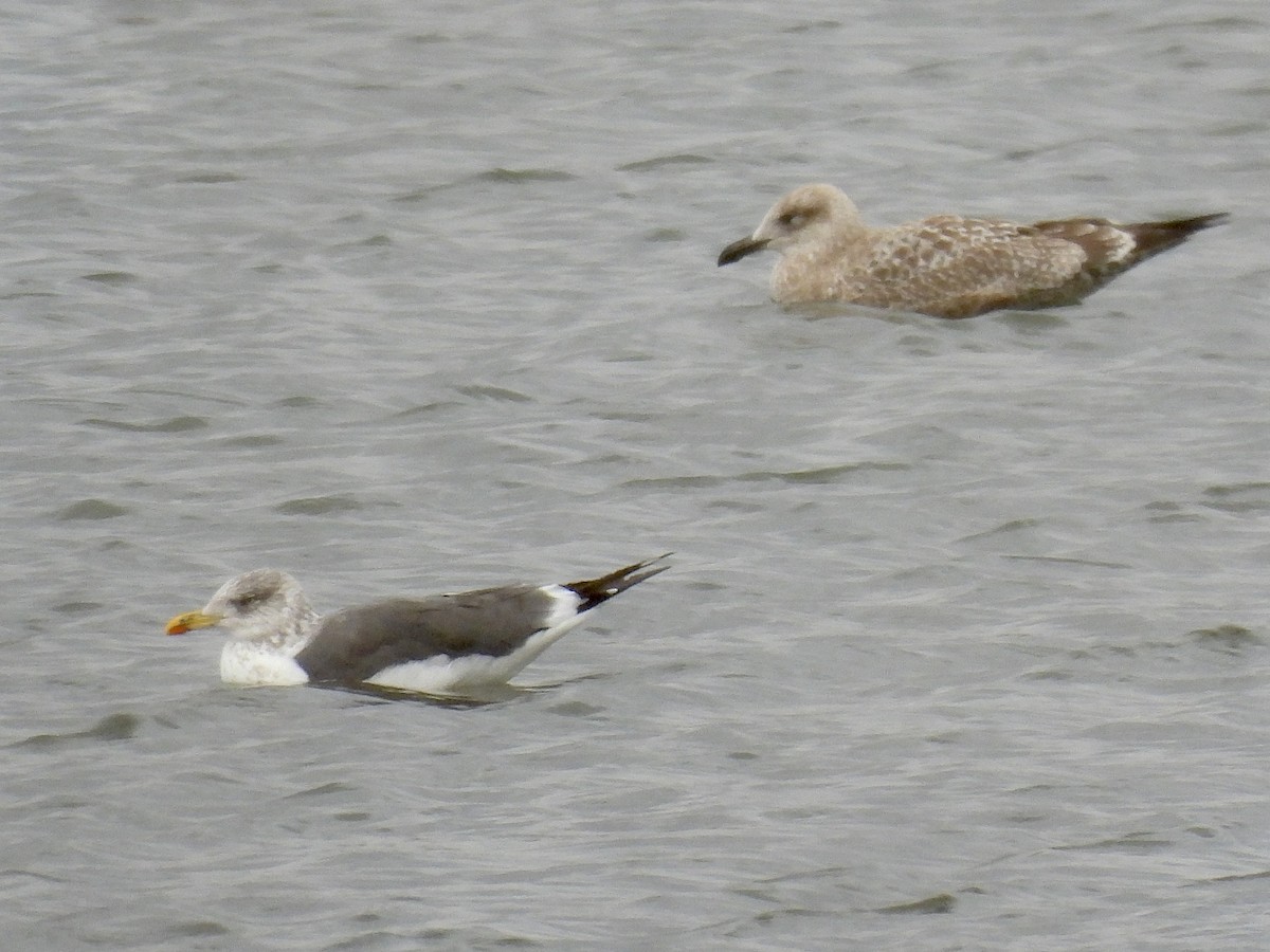 Kara Sırtlı Martı - ML644411771