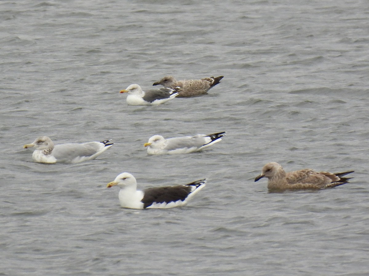 Kara Sırtlı Martı - ML644411772