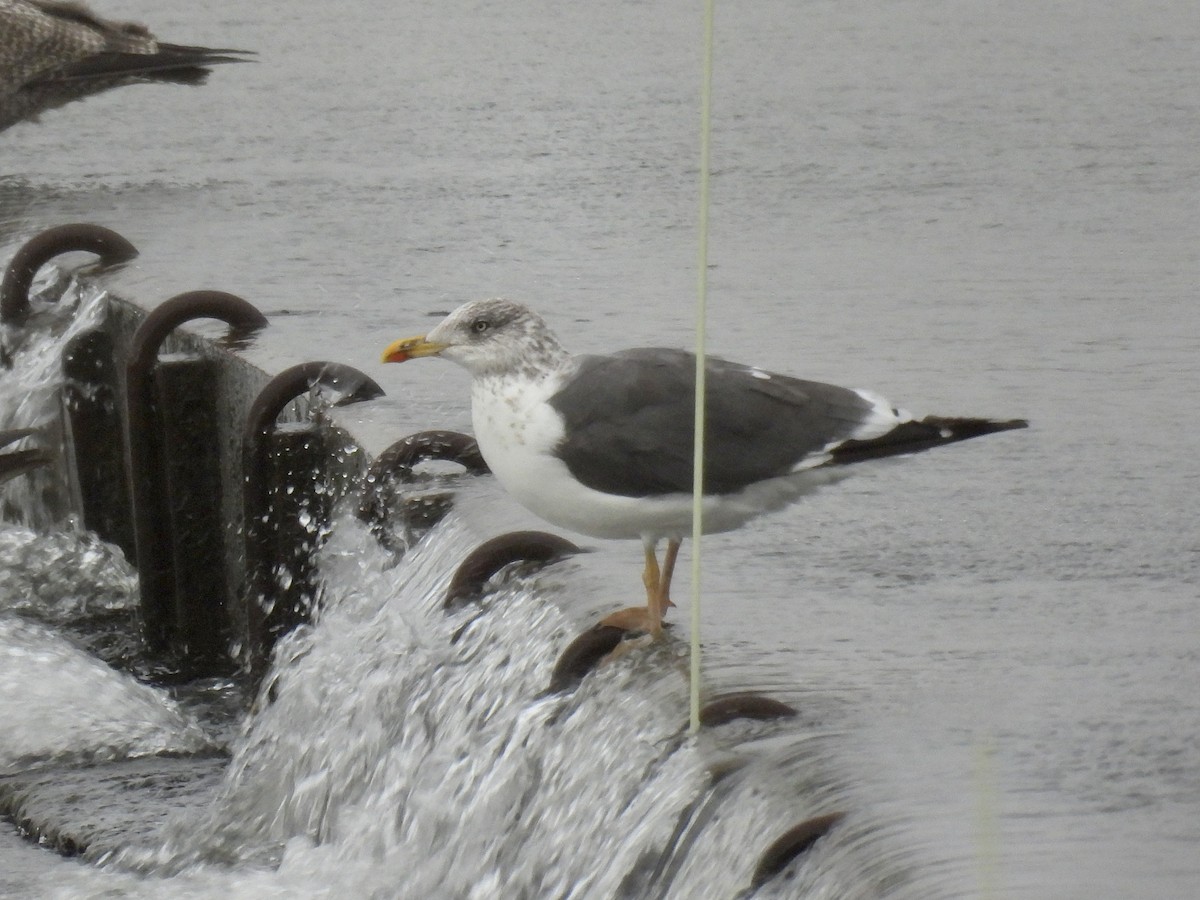 Kara Sırtlı Martı - ML644411773